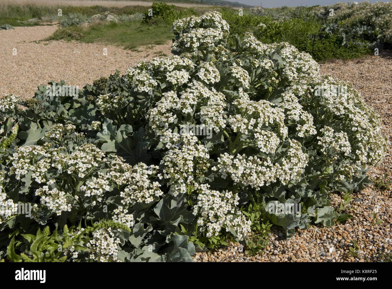 Meerkohl Crambe Maritima in Blüte auf Chesil Beach. Ein Vorfahre von Gemüse Kohl und auch als Gemüse selbst verwendet Stockfoto