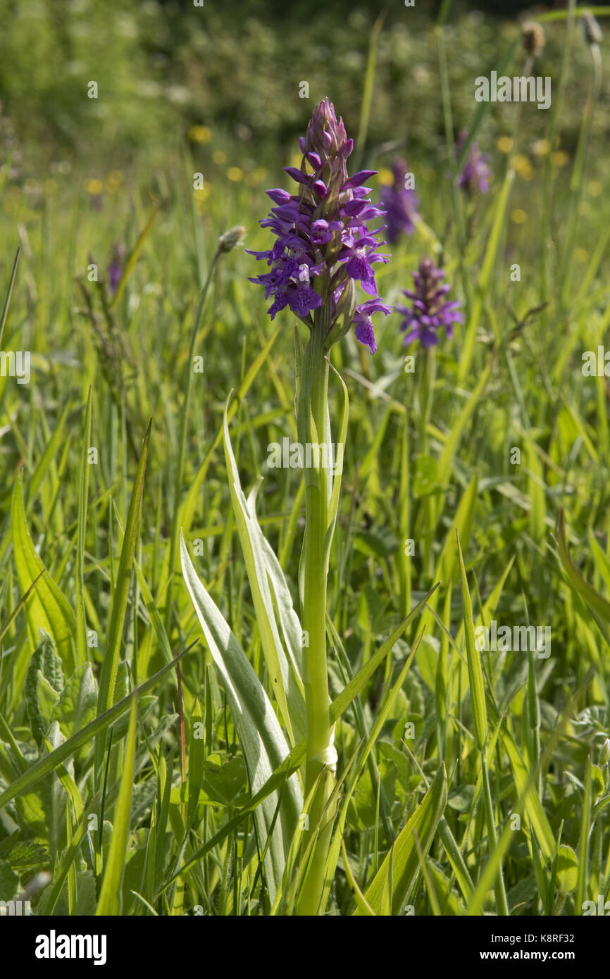 Südlichen Knabenkraut Dactylorhiza Praetermissa, blühende Spike in Sümpfen und Feuchtgebieten hinter Chesil Beach, Dorset, Mai Stockfoto