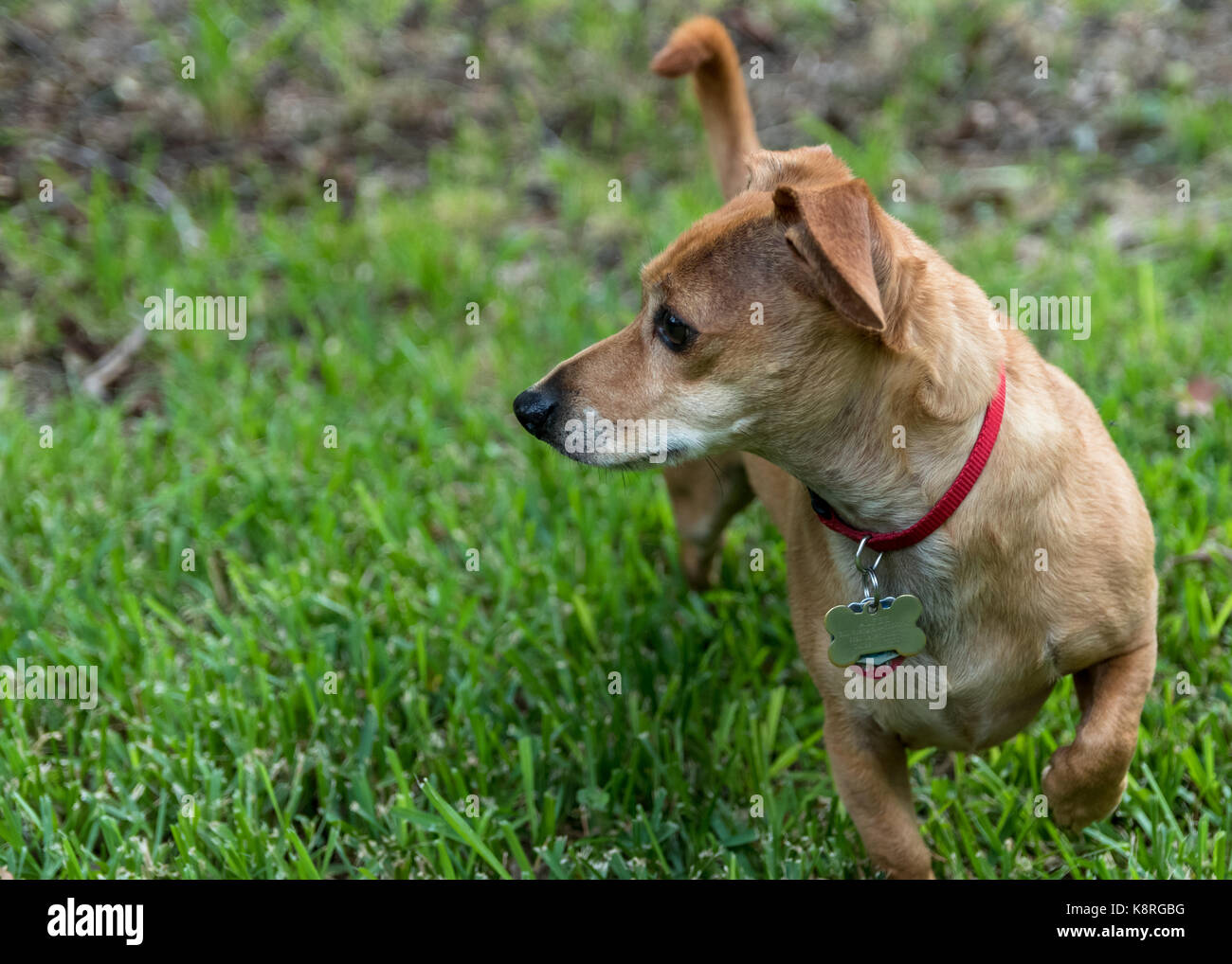 Alert chiweenie mit Kragen und Tags auf Ziff. Stockfoto