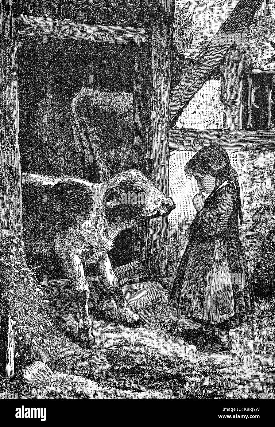 Fille Rind Kleine Mädchen steht auf dem Hof vor einem Kalb, Kleines Mädchen e ...