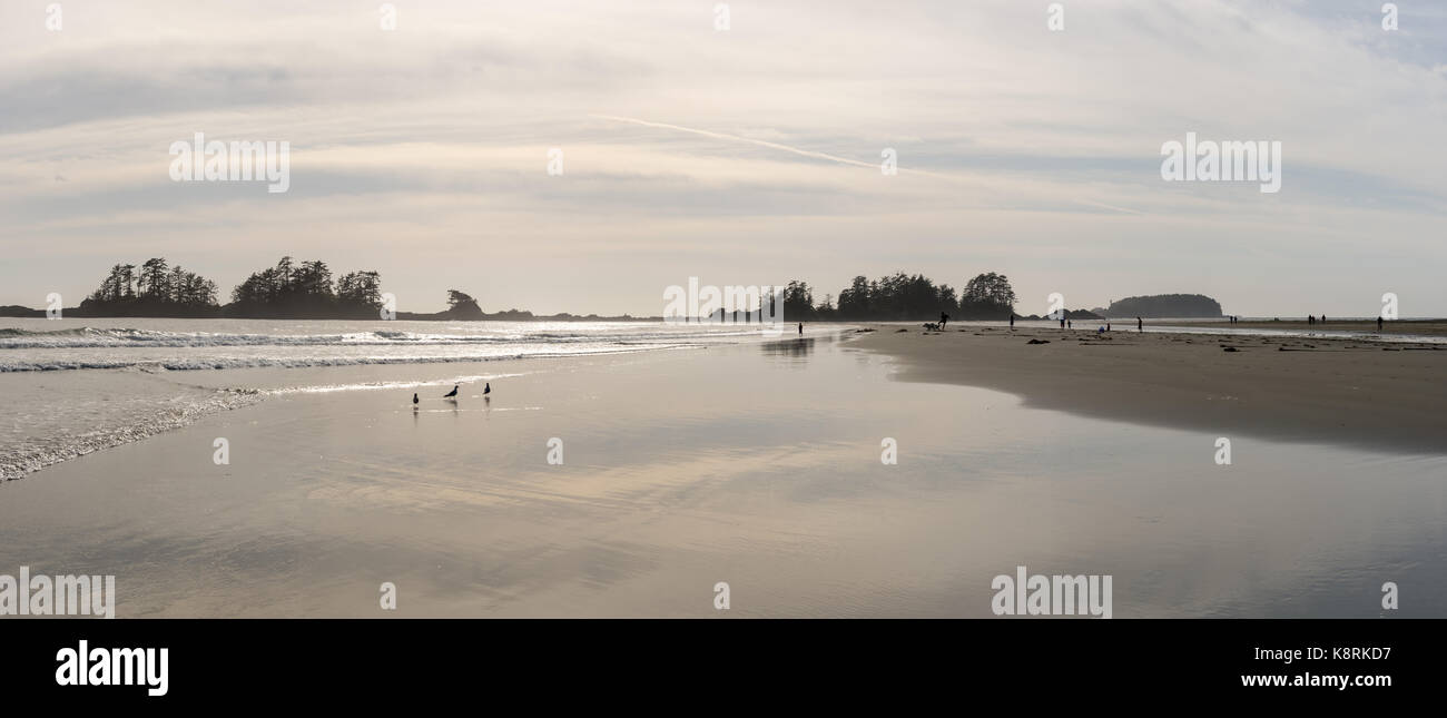 Panoramabild von Chesterman Beach in der Nähe von Tofino, British Columbia, Kanada. Stockfoto