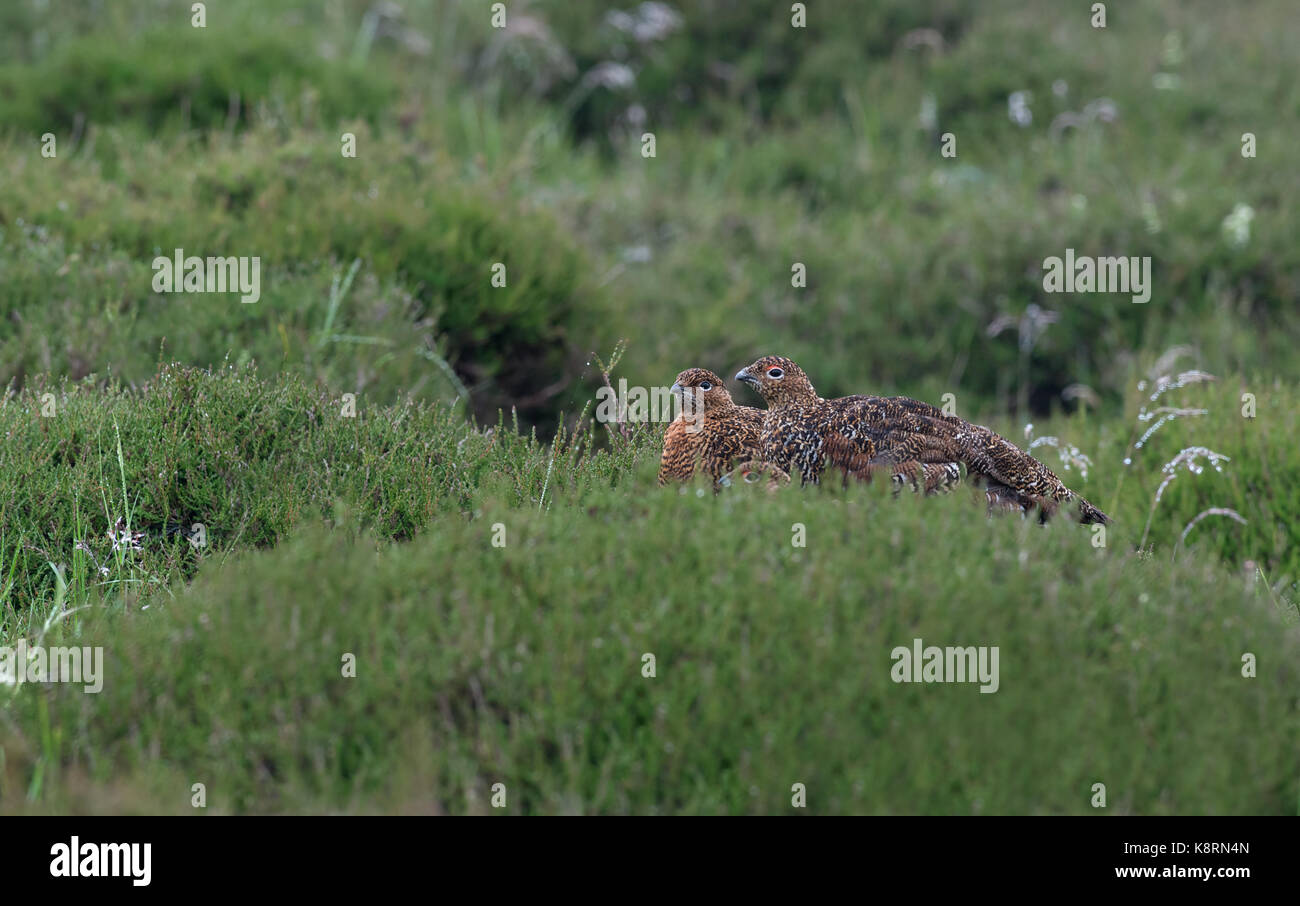 Eine Familie von Moorschneehühner - Lagopus Lagopus Scotica. Stockfoto