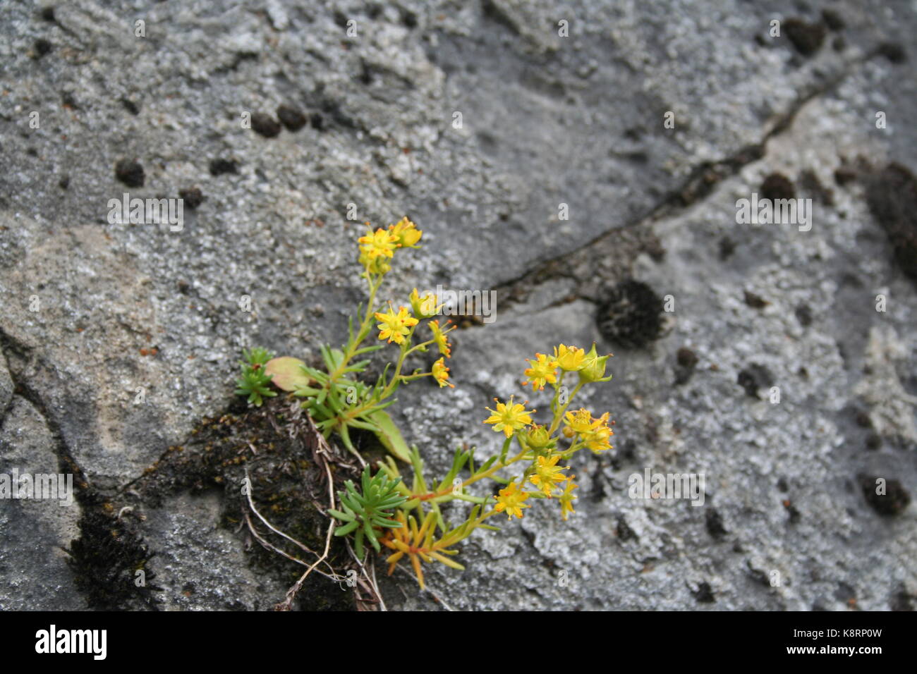 Unsortiert Anlage Bilder (in Arbeit) Stockfoto