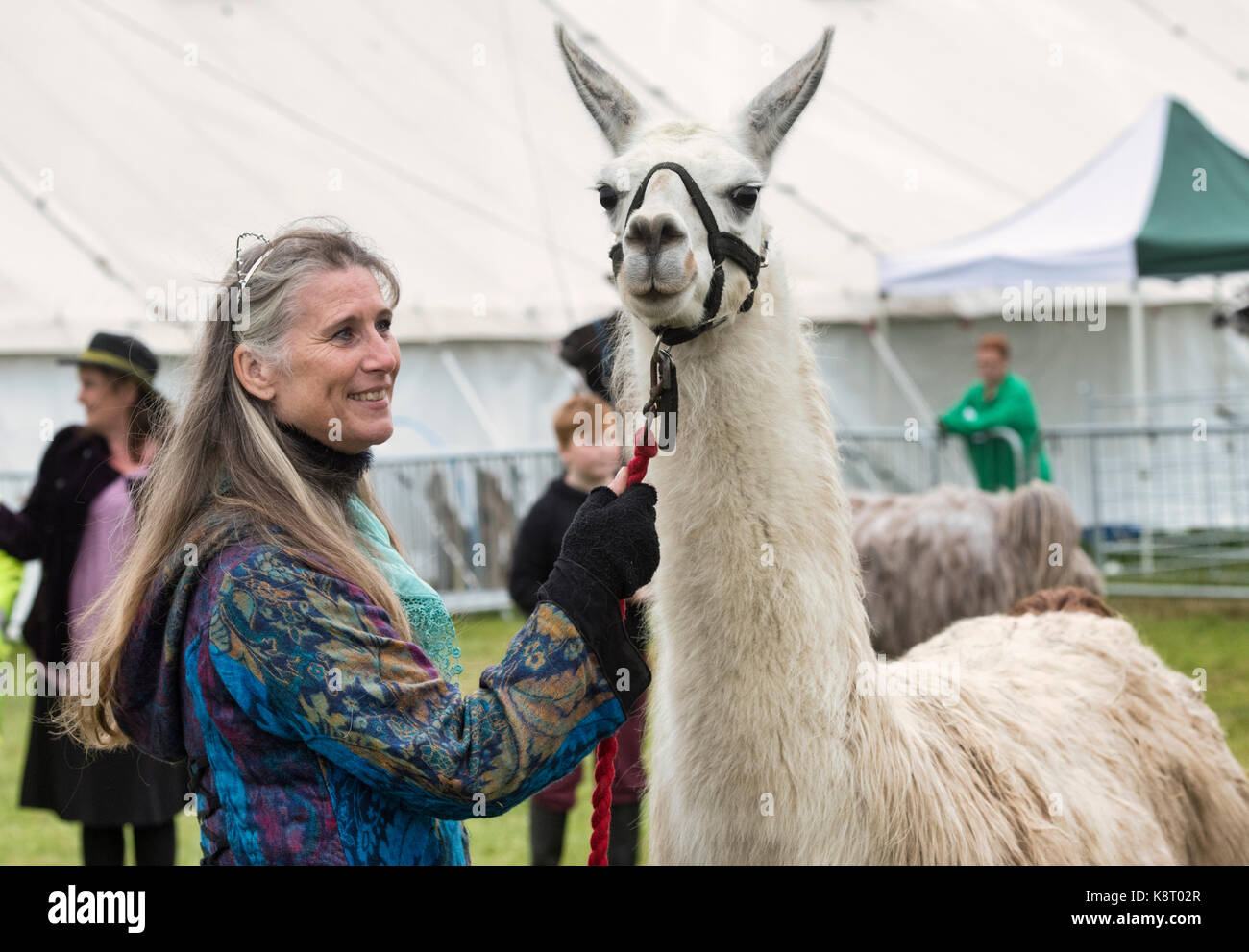 Lama glama. Lama- und Eigentümer an einer landwirtschaftlichen Ausstellung in der königlichen Grafschaft Berkshire. Newbury, Berkshire. Großbritannien Stockfoto