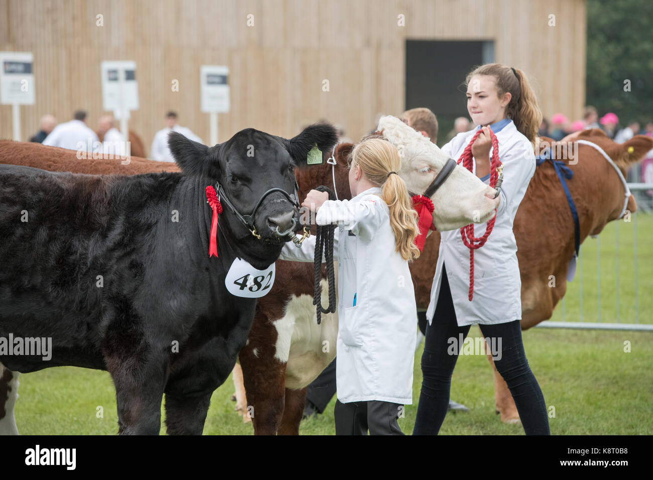 Teenage Mädchen, junge Landwirte, die Rinder an der königlichen Grafschaft Berkshire. Newbury, Berkshire. Großbritannien Stockfoto