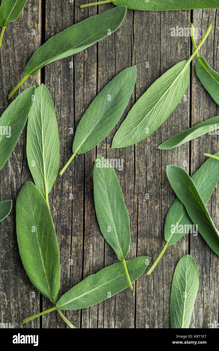 Salvia officinalis. Salbeiblätter auf alten Holztisch. Garten Salbei. Stockfoto