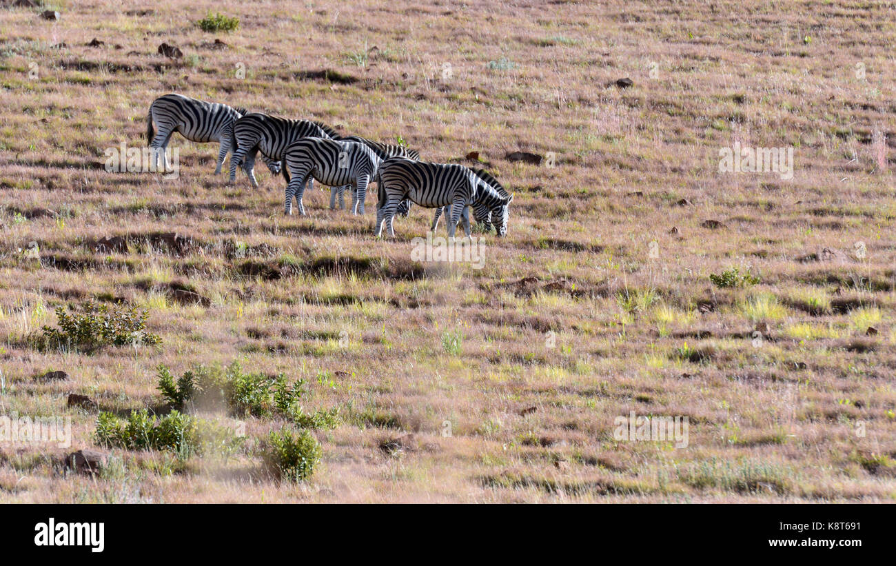 Südafrika Stockfoto