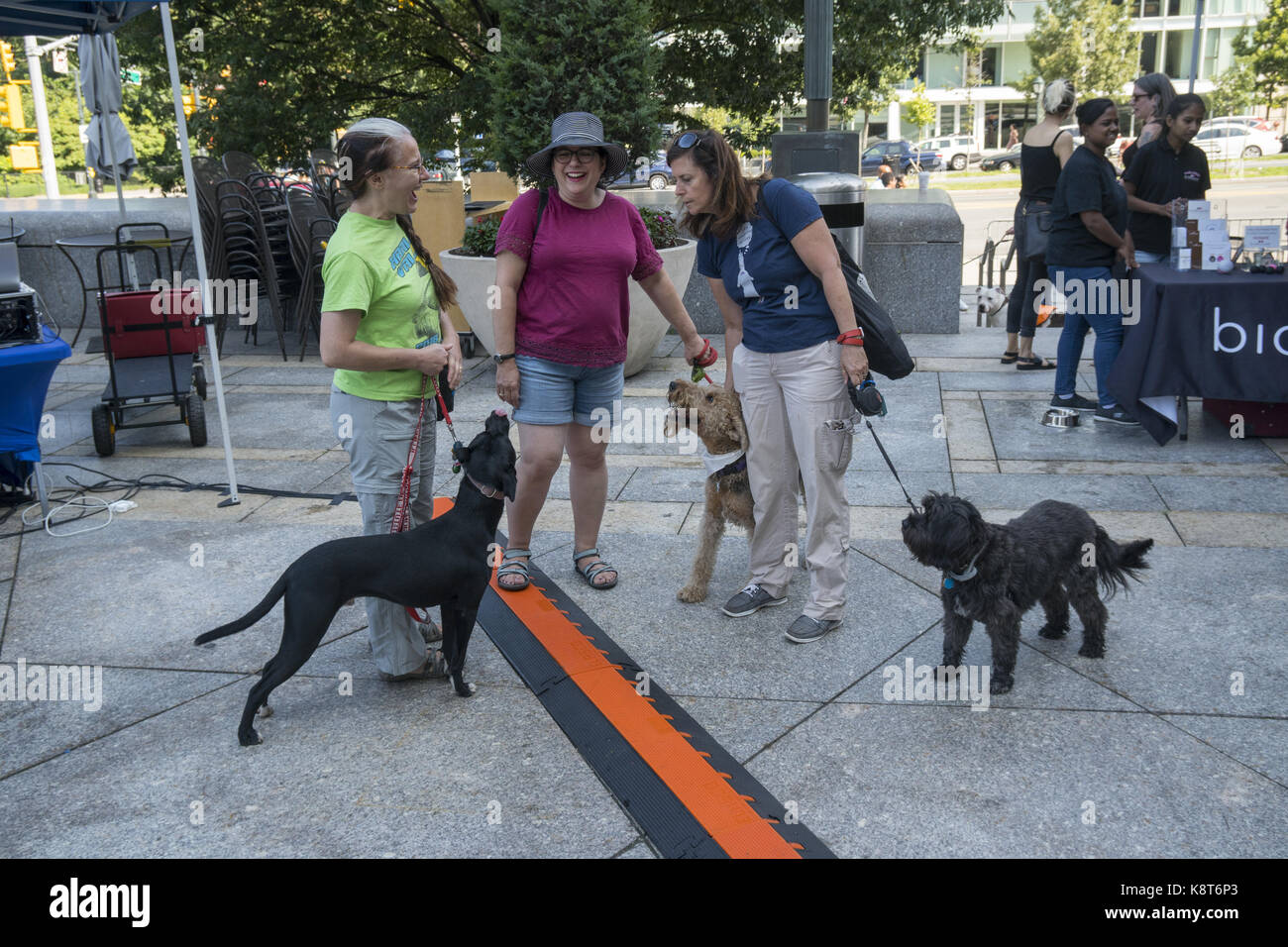 Tierfreunde feiern Nationalen Dog Day an der Brooklyn Public Library mit einem Hund fashion show auf dem grünen Teppich. National Dog Day gefeiert 26. August jährlich und wurde im Jahr 2004 durch Pet & Familie Lifestyle Experte und Animal Advocate, Colleen Paige gegründet. Stockfoto