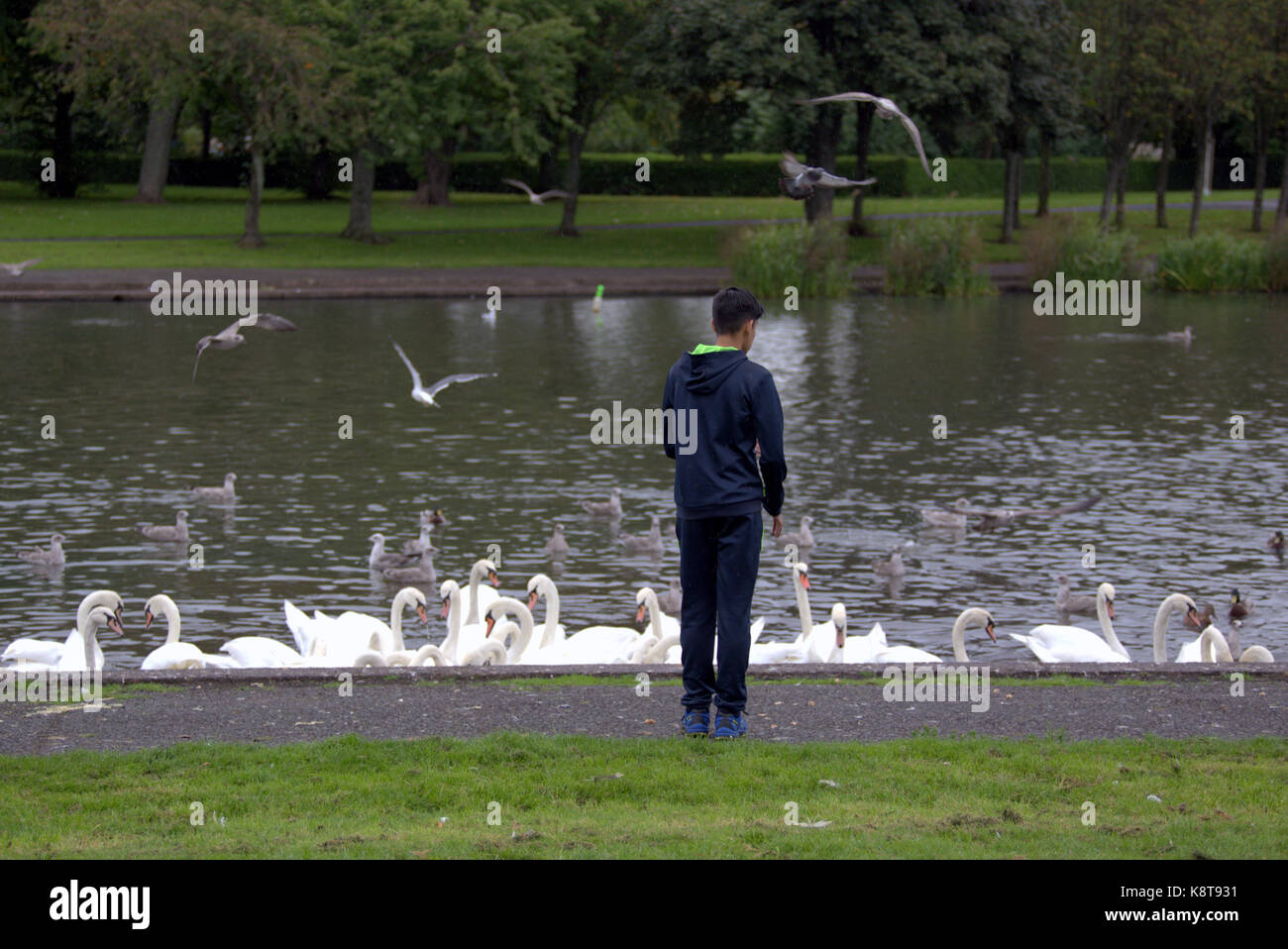 Knightswood park Teich Einwanderer Flüchtlinge junger Mann männliche junge Schwäne füttern Stockfoto