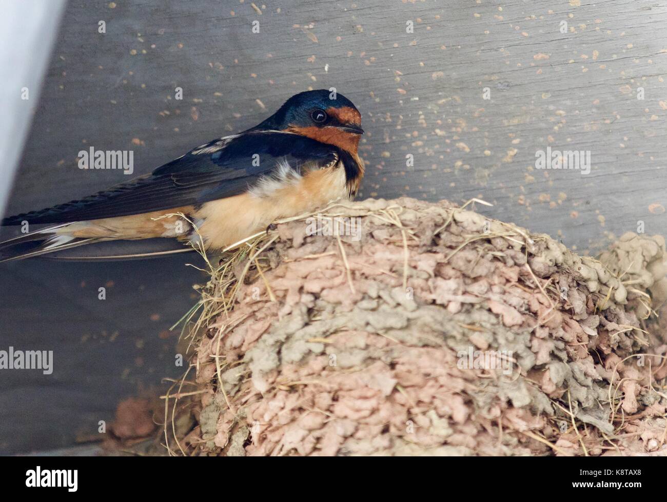 Schönes Bild von einem Swift in einem Nest Stockfoto