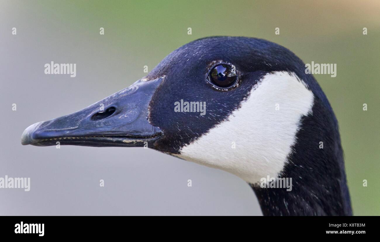 Schöne isoliert Foto eines süßen Kanada Gans Stockfoto