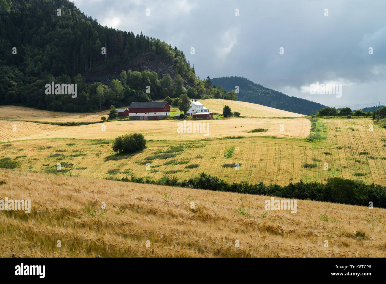 Landschaft mit Feldern, in der Nähe von Skatval, Norwegen, Skandinavien, Europa. Stockfoto