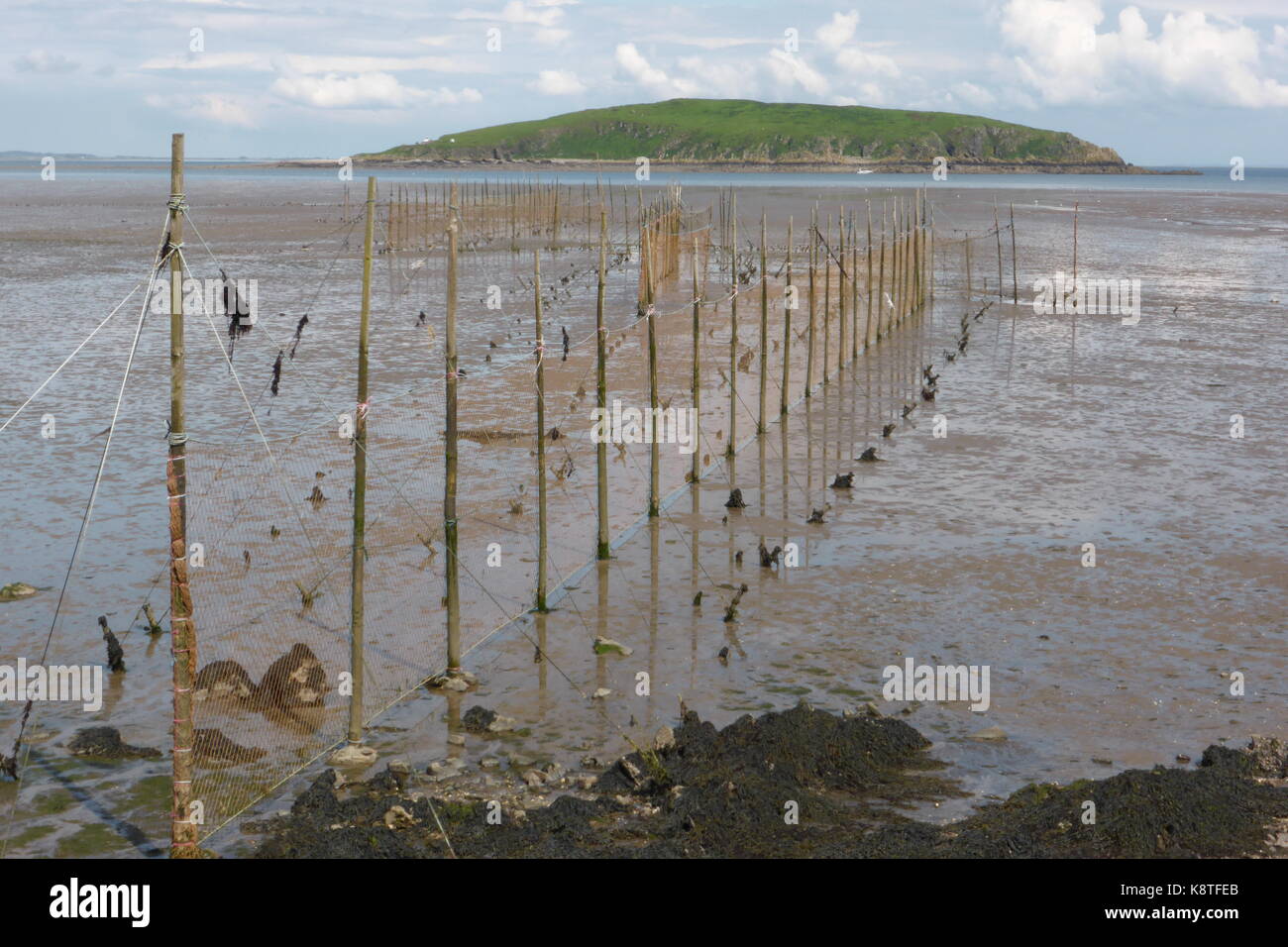 Hestan Insel und Lachs Stakes Netze in Auchencairn Bay Stockfoto