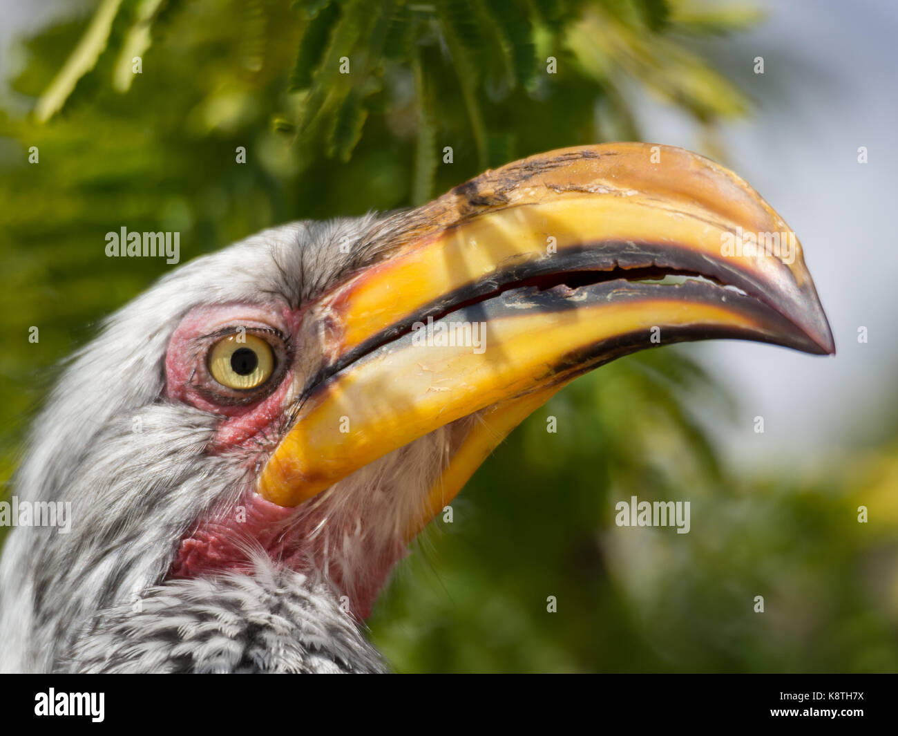 Closeup Portrait von schöne bunte Südliche Yellow-Billed Hornbill Vogel mit einem langen Schnabel, Botswana, Afrika. Stockfoto
