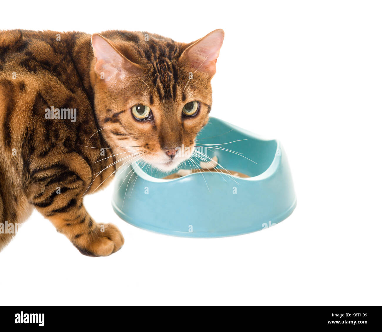 Erwachsene männliche Bengal Katze essen Katzenfutter froom Futternapf auf Kamera isoliert auf weißem Hintergrund Model Release: Nein Property Release: Nein Stockfoto