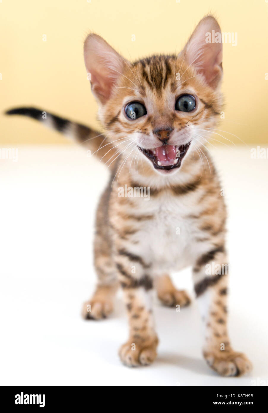 Junge Bengalkatze kitten schreien Miauen direkt in die Kamera schaut Stockfoto