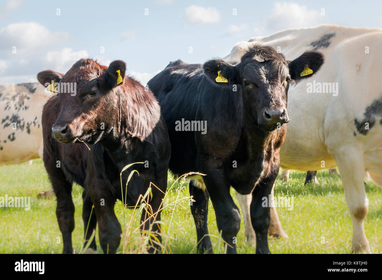 Zwei Kälber in einem Feld, Soft Focus an der äußeren Kanten, Waden scharf. Ein dunkles Braun und ein schwarzes Kalb Kalb, blauer Himmel mit kleinen weißen flauschigen Wolke Stockfoto