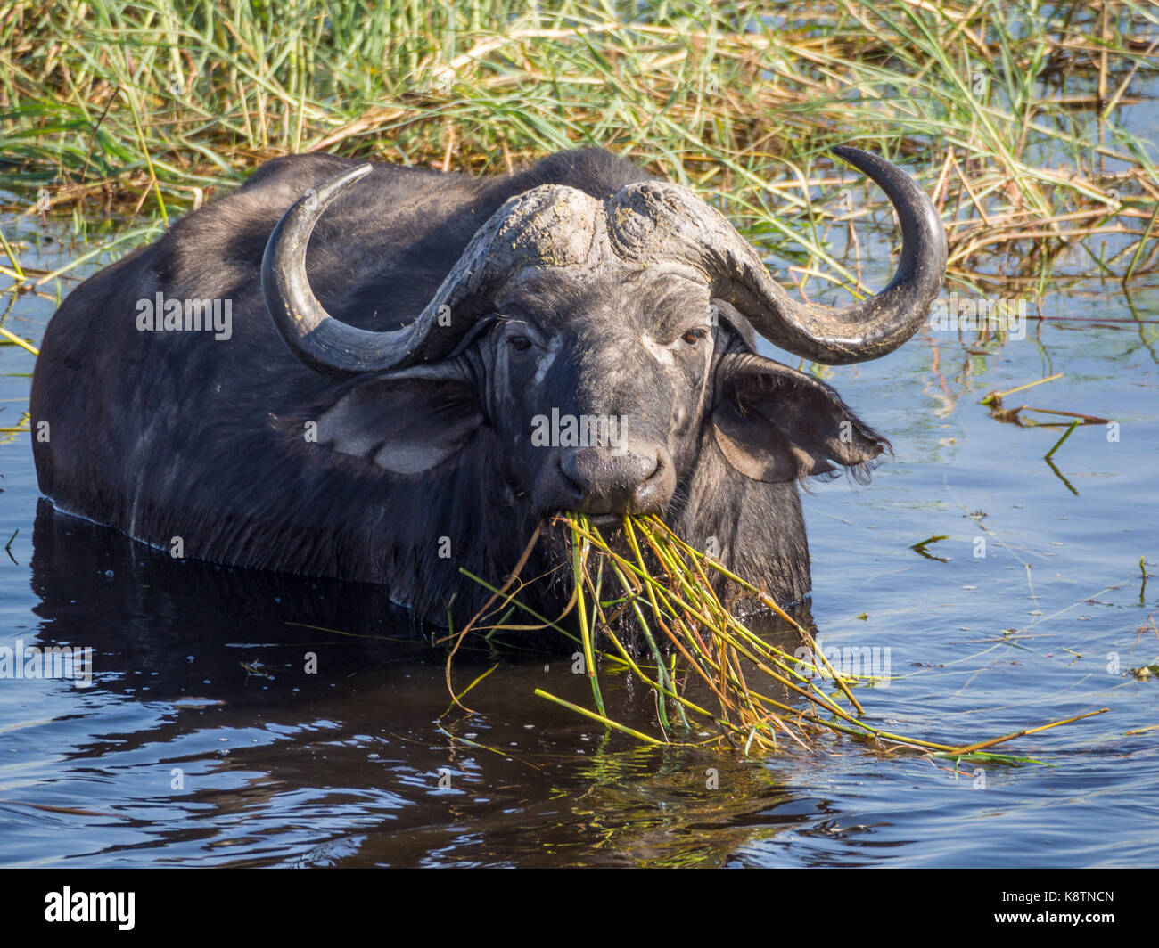 Riesige Wasserbüffel mit beeindruckenden Hörner an den Chobe Nationalpark, Botswana, Südafrika. Stockfoto