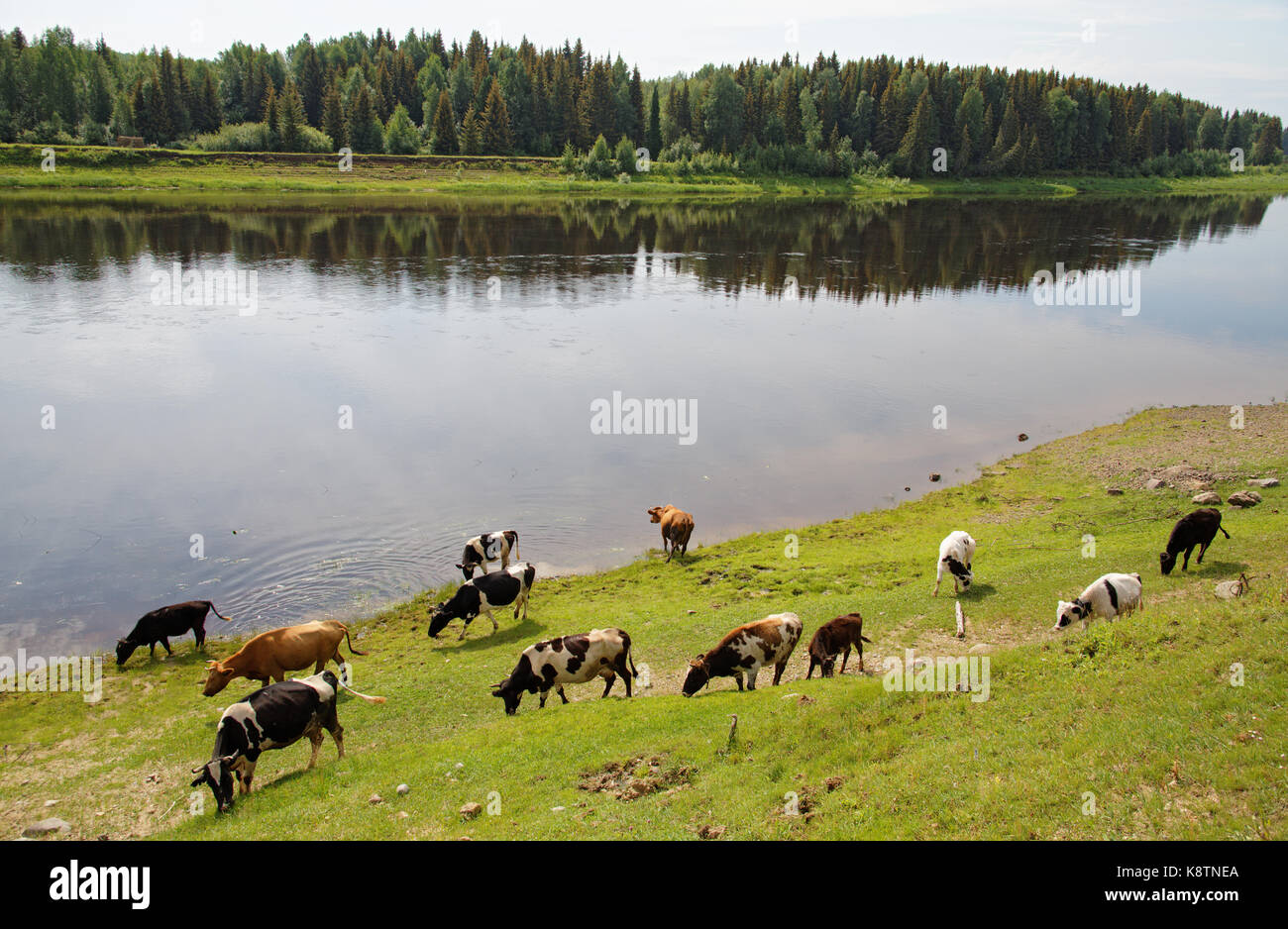 Eine Herde von Kühen Schürfwunden am Ufer des sibirischen Flusses sewernaja Sossjwa, Subpolaren Ural Stockfoto