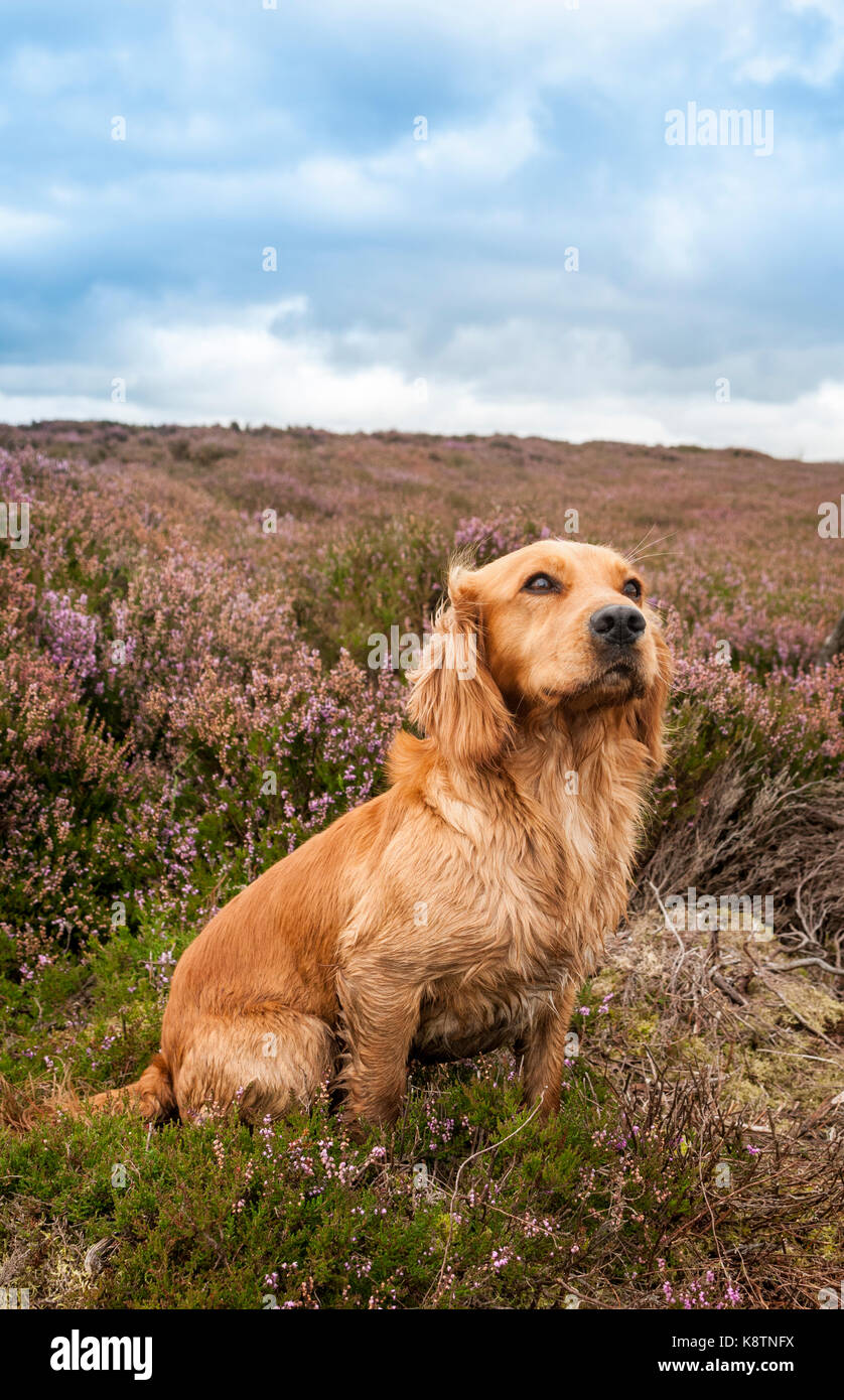 Ein englischer Cocker Spaniel saßen in der Heide auf einem grouse Moor während eines Tage Moorhuhn schießen in North Yorkshire Stockfoto