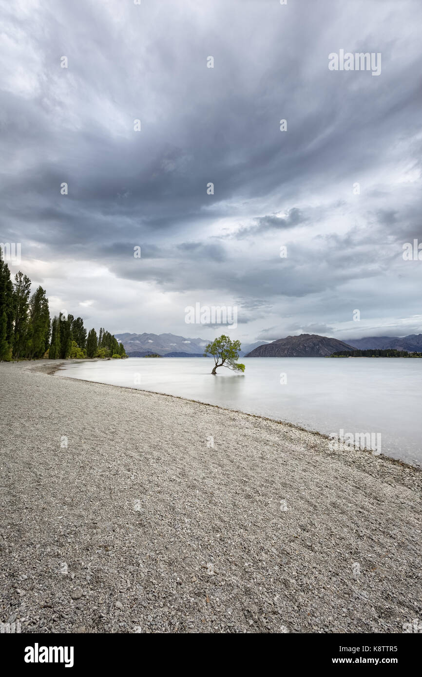 Ein Baum in Lake Wanaka, Neuseeland Stockfoto