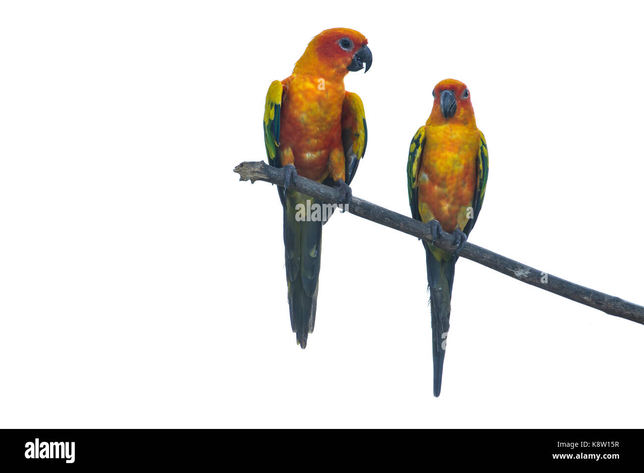 Sun Sun Sittiche Sittich oder Papagei, schöne gelbe und orange Papagei Vogel Stockfoto