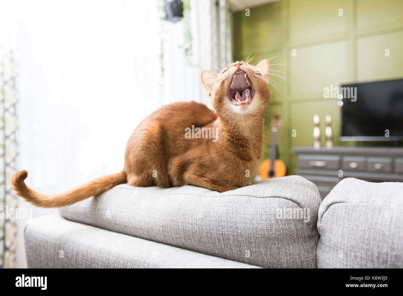 Katze im Wohnzimmer auf der Couch Stockfoto