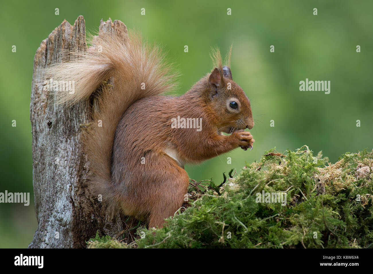 Eine enge Profil Foto oder einem Eichhörnchen sitzt auf einem Flechten bedeckt anmelden Essen Stockfoto