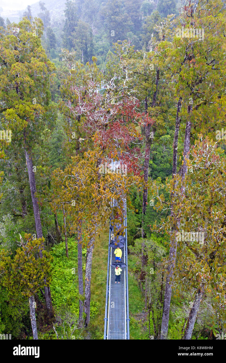 West Coast Treetop Gehweg in der Nähe von Hokitika Stockfoto