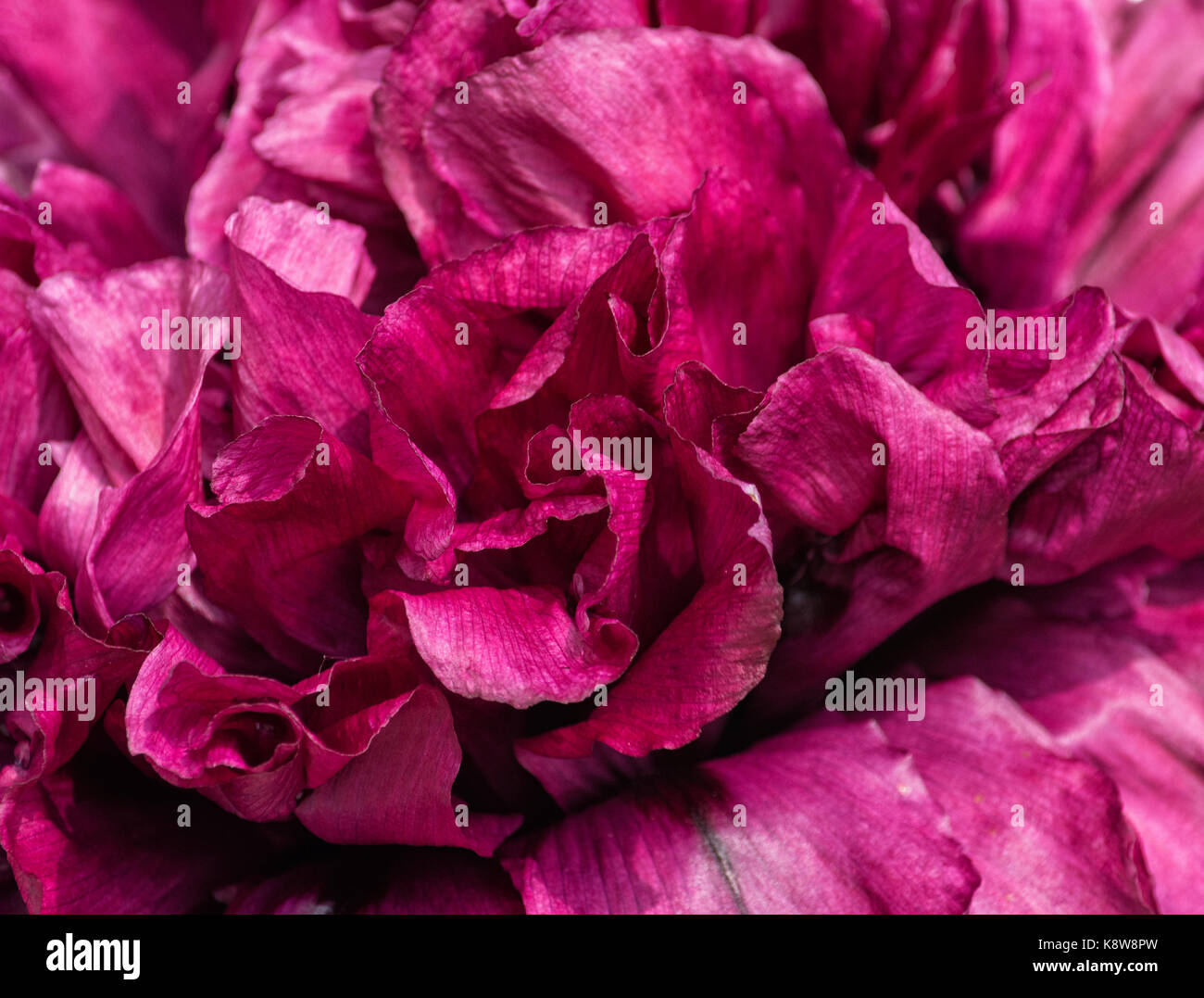 Twisted Kurven ziehen Sie die Adern eines blühenden Lila peopy poppy Blütenblätter in jede Richtung. Stockfoto