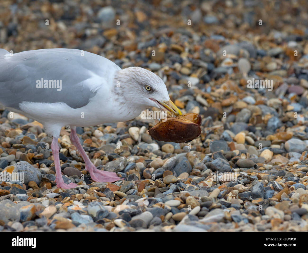 Silbermöwe Larus argentatus Essen shore crab Cromer Beach North Norfolk Stockfoto