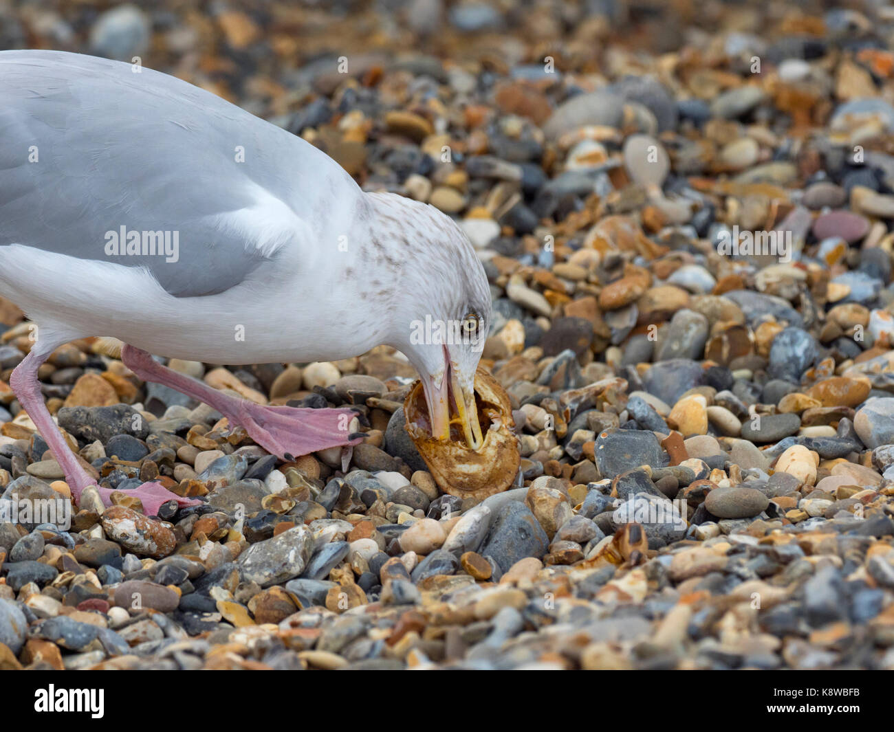 Silbermöwe Larus argentatus Essen shore crab Cromer Beach North Norfolk Stockfoto