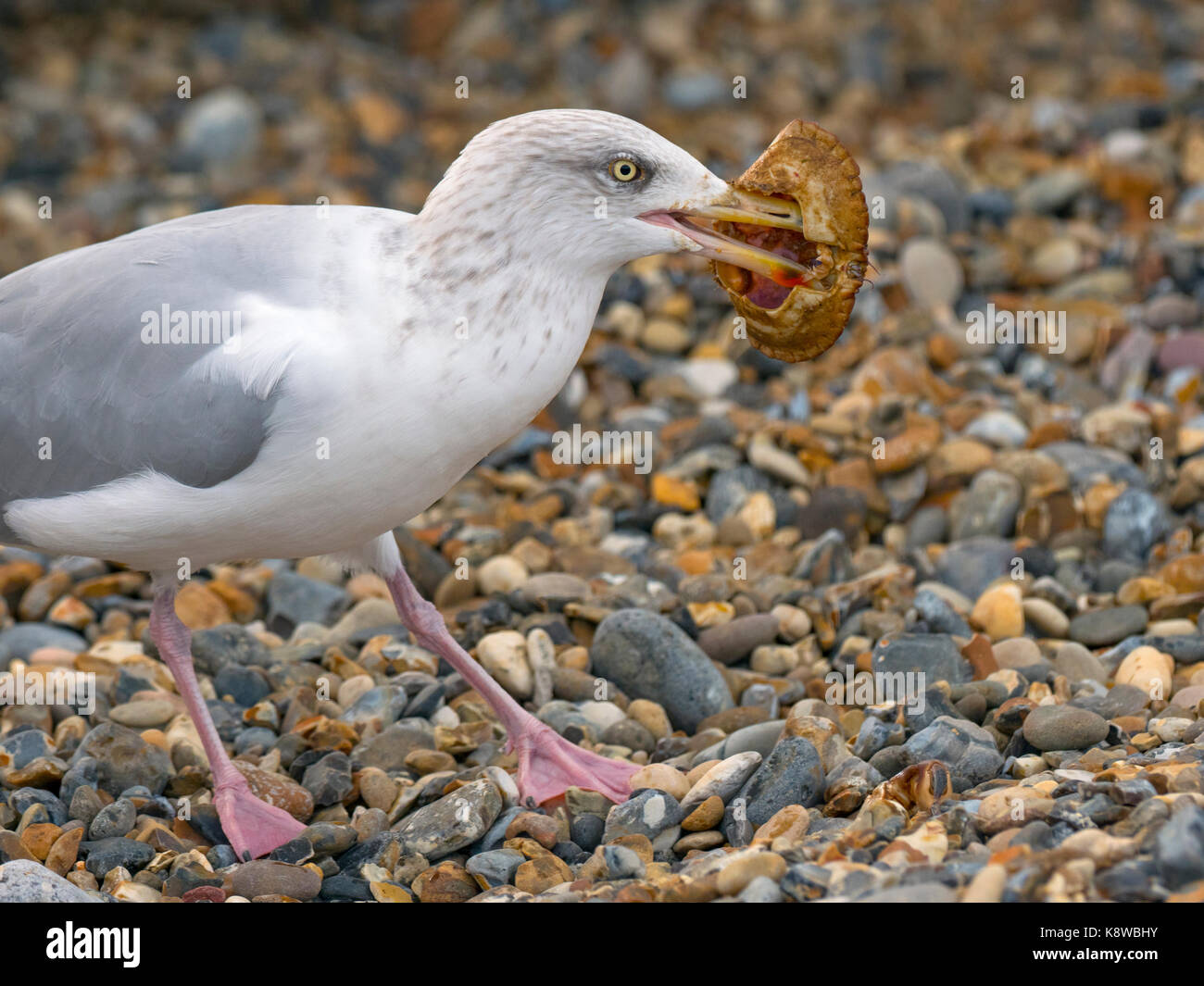 Silbermöwe Larus argentatus Essen shore crab Cromer Beach North Norfolk Stockfoto