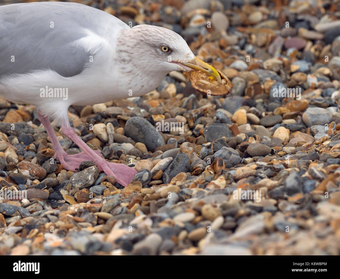 Silbermöwe Larus argentatus Essen shore crab Cromer Beach North Norfolk Stockfoto
