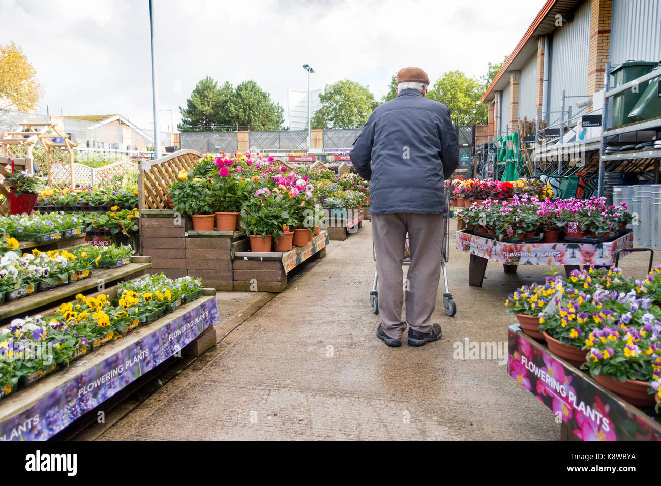Ältere Menschen im Ruhestand Mann zu Fuß mit einem Einkaufswagen im Garten Abschnitt in voller Blüte an der beliebten Baumarkt B&Q in Rhyl, Nord Wales Stockfoto