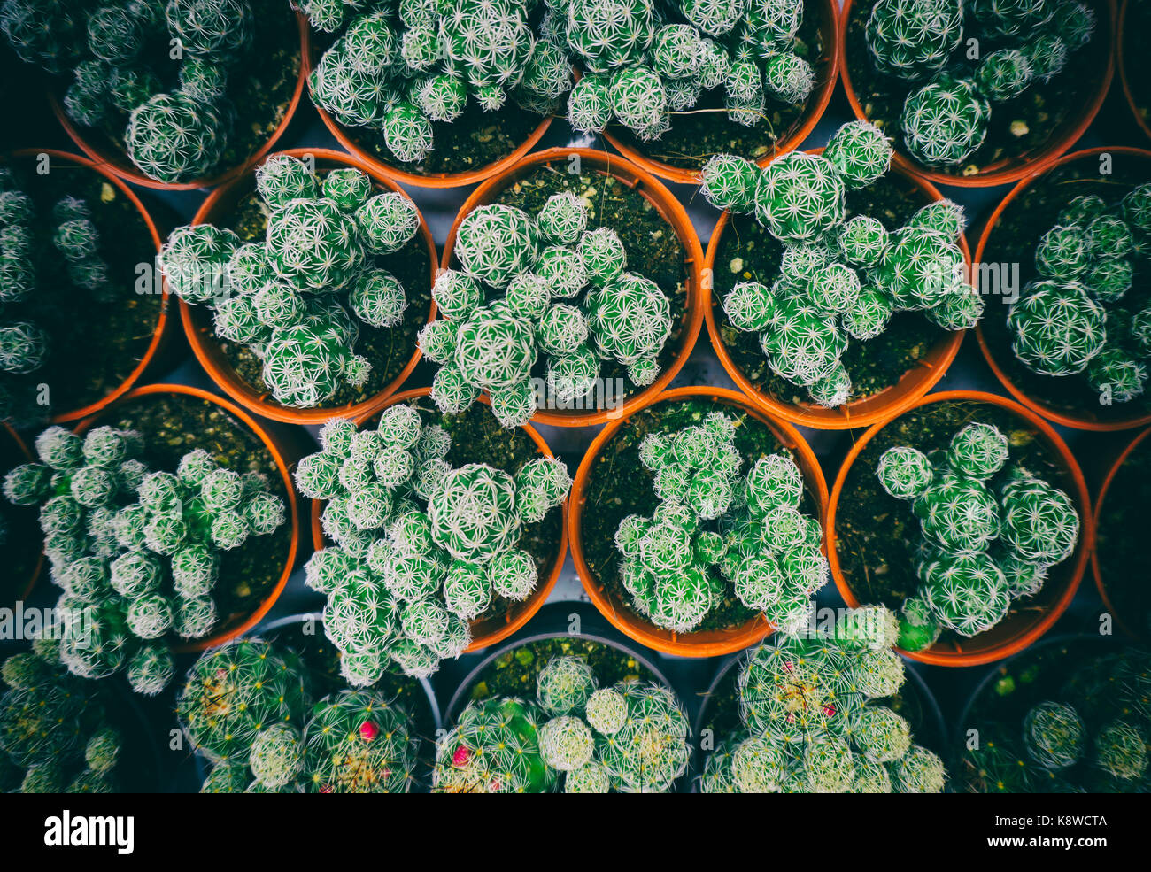 Ansicht der grünen Kaktus mit Retro styled Wirkung Stockfoto