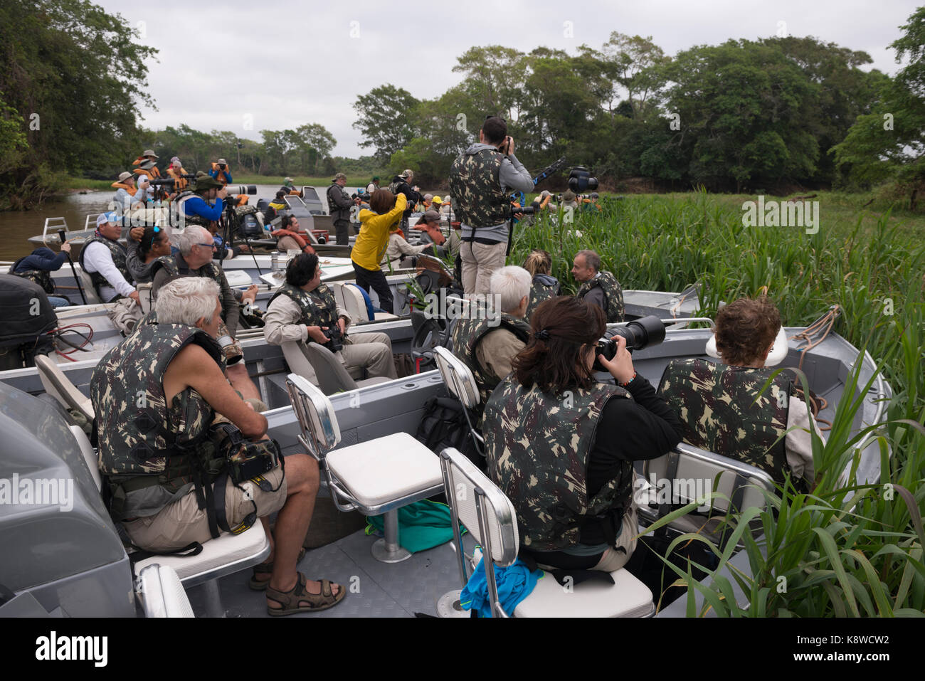 Touristen fotografieren sie einen Jaguar in Nord Pantanal, Brasilien Stockfoto