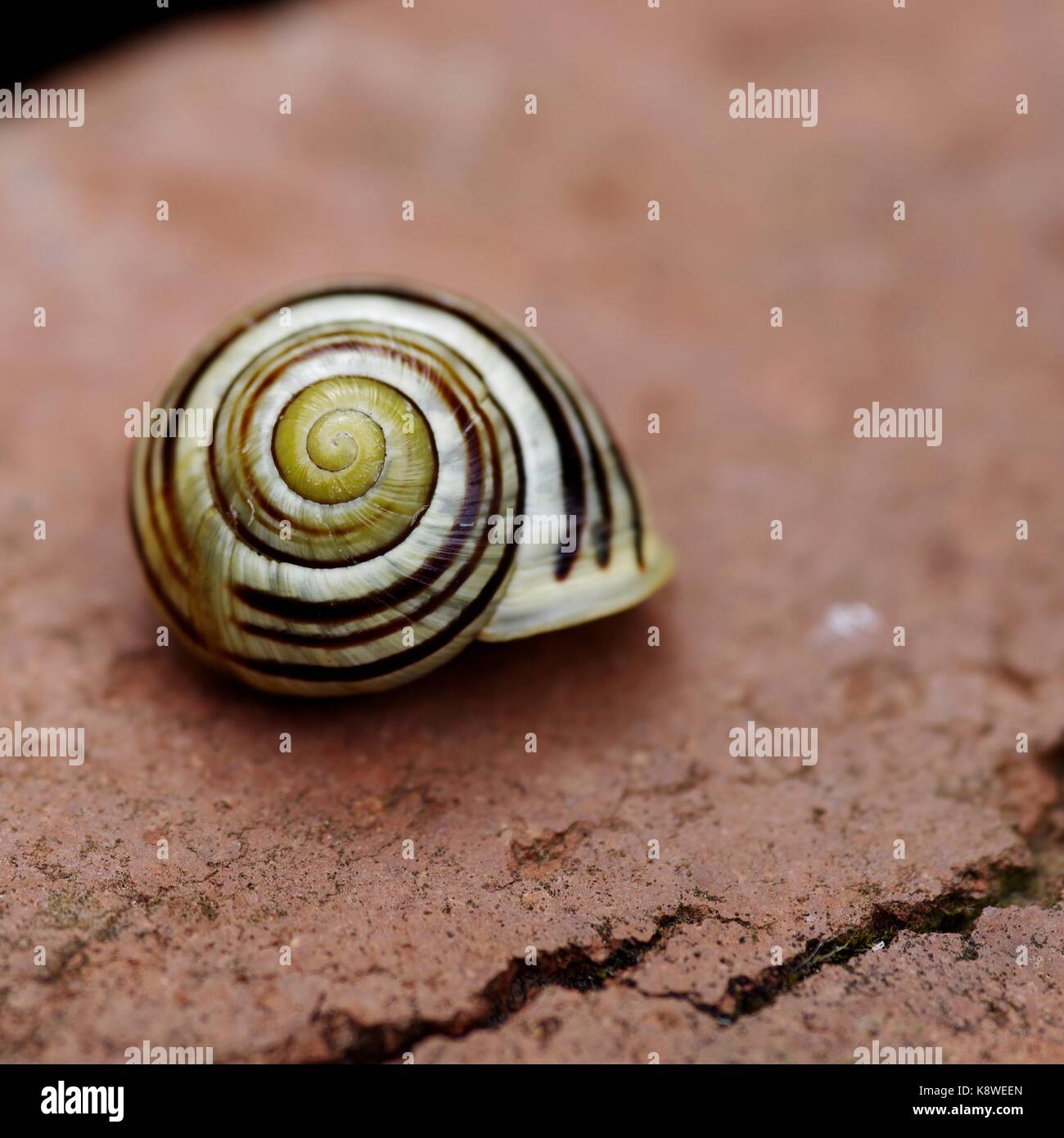 Makro Foto eines weißen Lippig gebändert Schnecke (Cepaea nemoralis) in einem Devon Garten. UK, August, 2017. Stockfoto