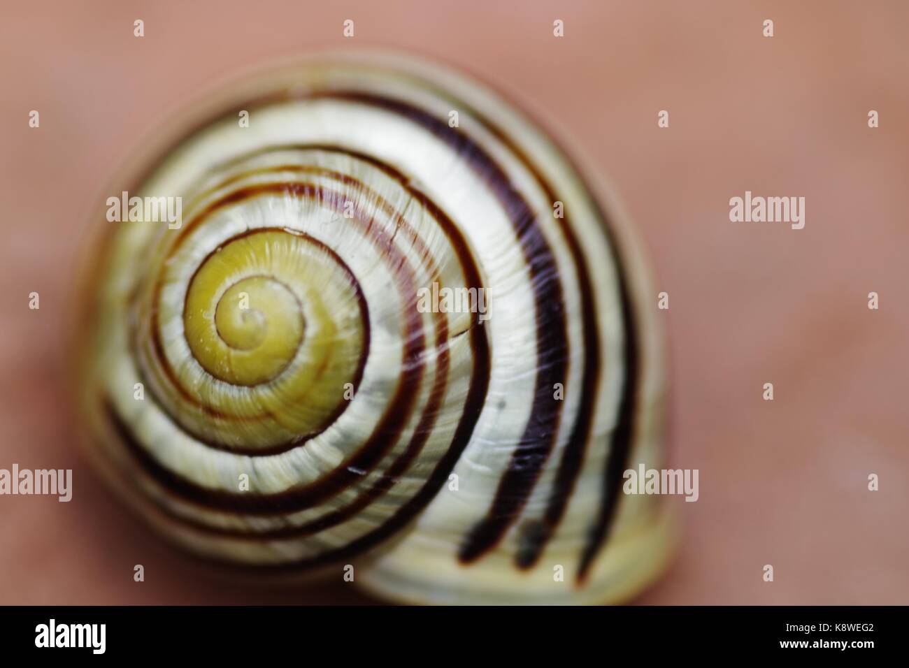 Makro Foto eines weißen Lippig gebändert Schnecke (Cepaea nemoralis) in einem Devon Garten. UK, August, 2017. Stockfoto