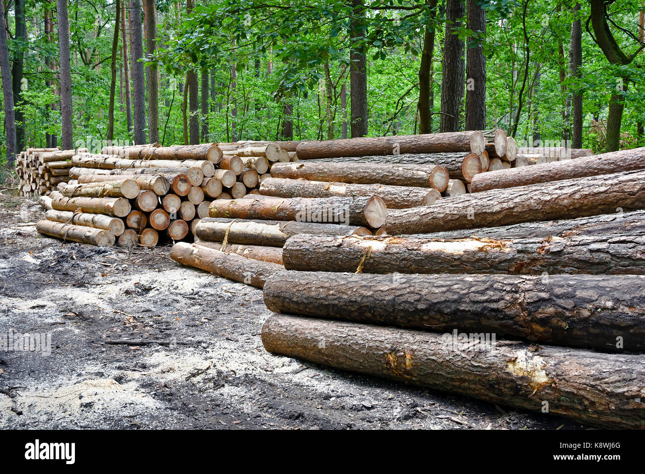 Stapel von gefällten Bäumen im Wald. Holzeinschlag alte Bäume im Wald bereit zum Transport. Stockfoto