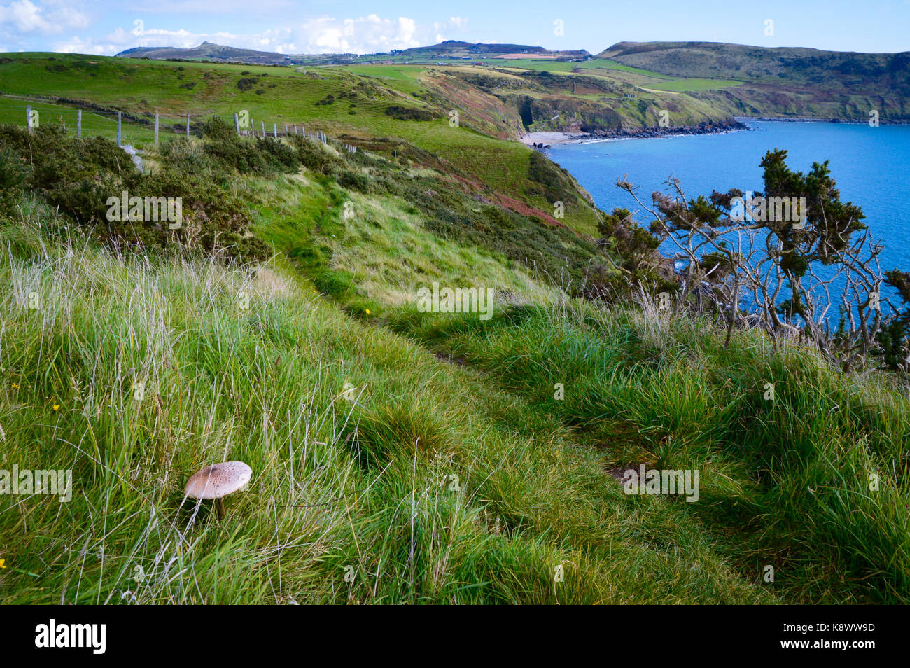Die walisische Küste in der Nähe von Porth Ysgo. Stockfoto Die walisische Küste in der Nähe von Porth Ysgo. Stockfoto