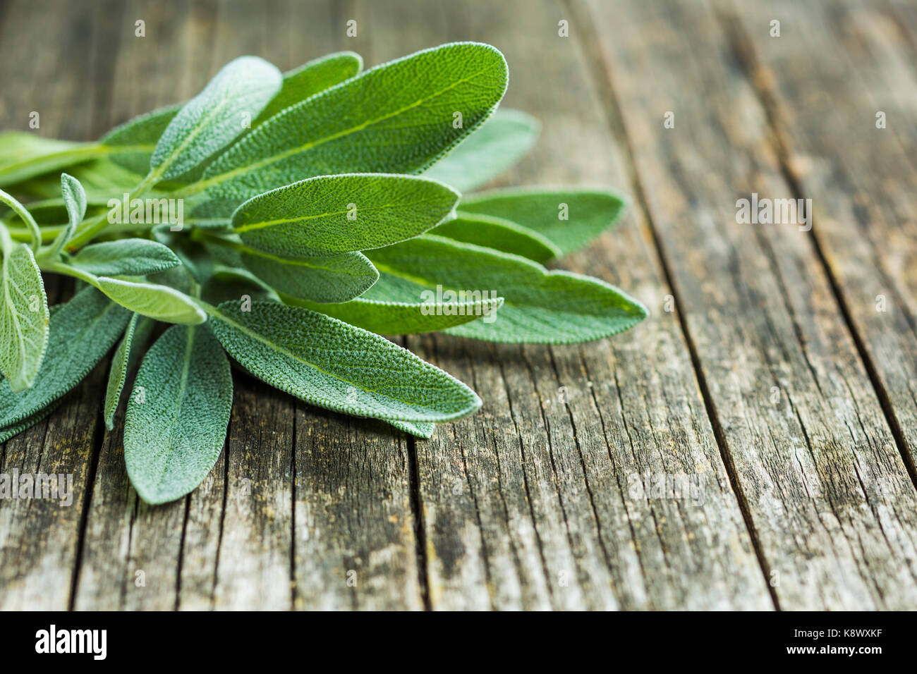 Salvia officinalis. Salbeiblätter auf alten Holztisch. Garten Salbei. Stockfoto