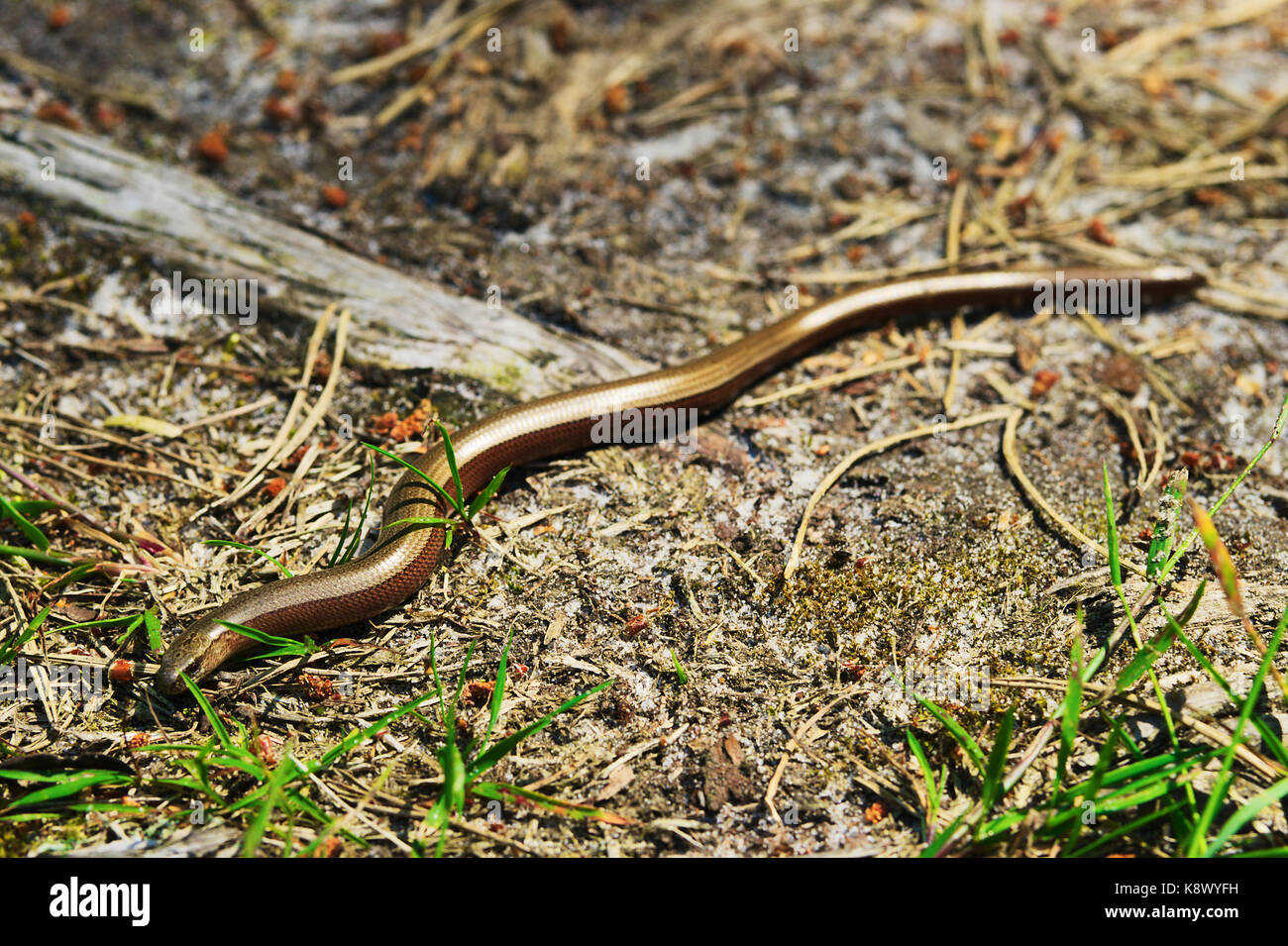 Slowworm, Anguis fragilis legless Lizard auch blindworm oder gemeinsamen langsam Wurm kriechend durch Wald, genannt. Pommern, Polen. Stockfoto