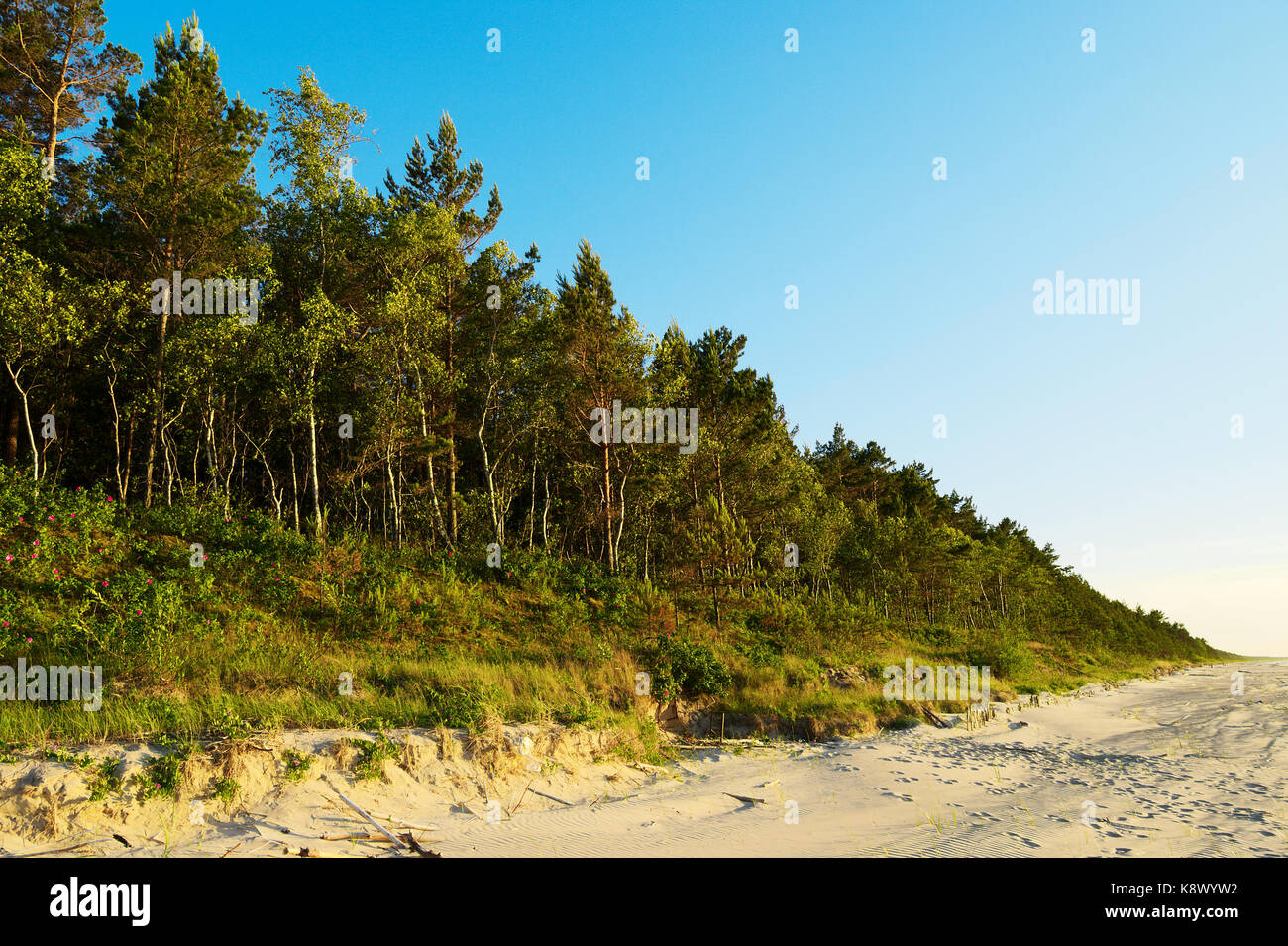 Pinewood wachsen auf Dünen an der Ostseeküste. Scots oder Schottische Kiefer Pinus sylvestris Bäume in immergrüne Nadelwald. Stegna, Pommern, Polen. Stockfoto