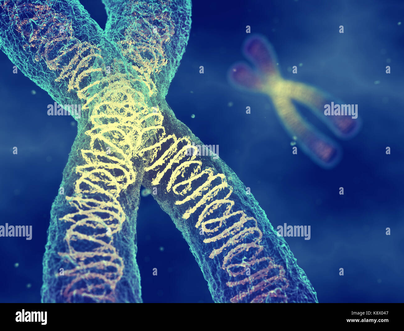 Chromosomen, DNA und Gentechnik Stockfoto