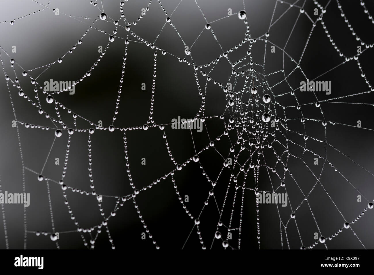 Spinnennetz mit Regentropfen Stockfoto