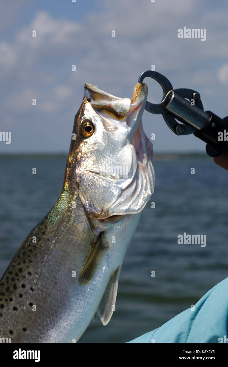 Ein Fischer hält eine gefleckte Forelle oder Forellen gefangen, während die Fischerei Mosquito Lagoon Florida Stockfoto