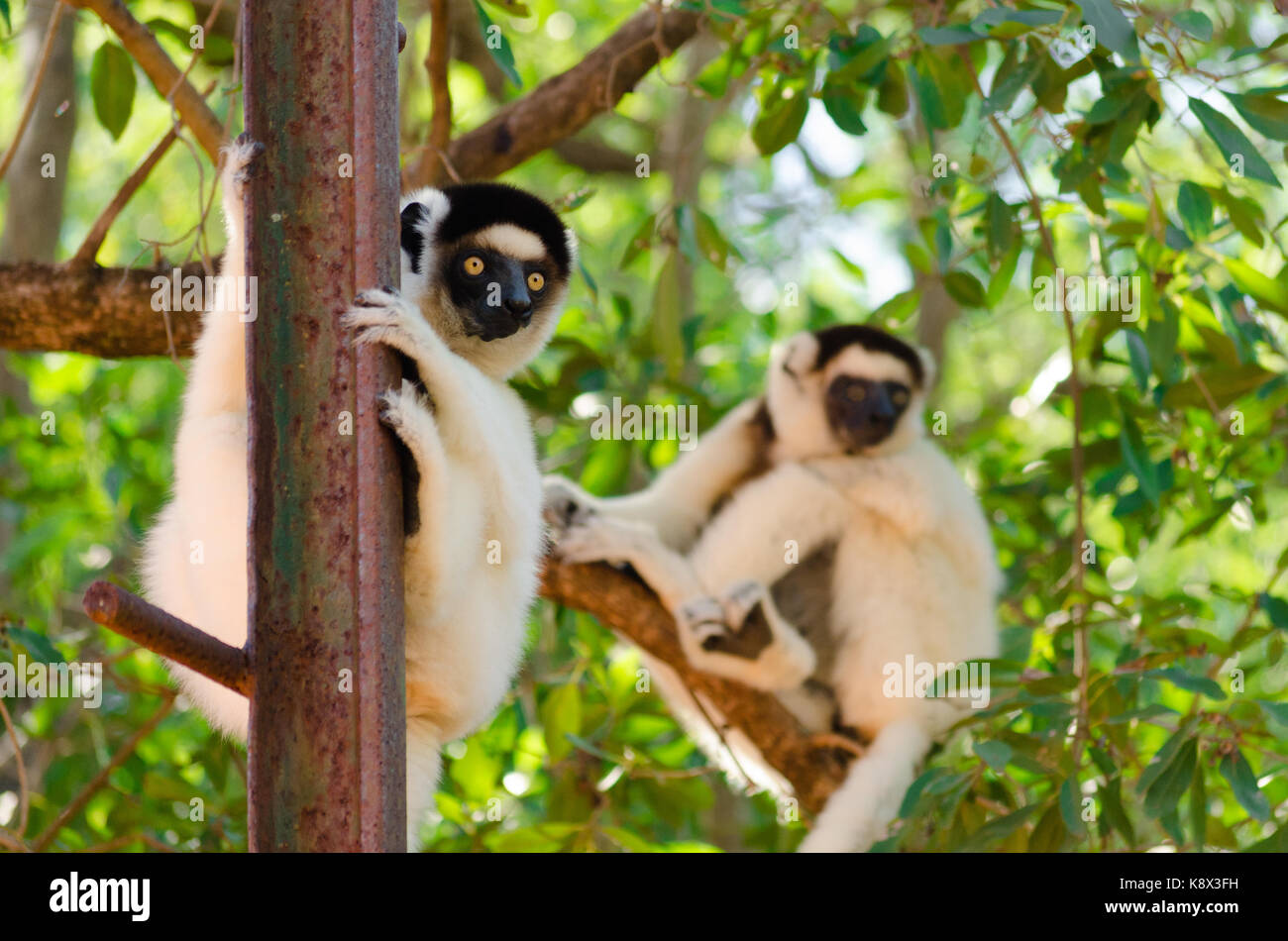 Lustig und neugierig Sifaka; Propithecus verreauxi; in der freien Wildbahn Berenty finden; Madagaskar Stockfoto