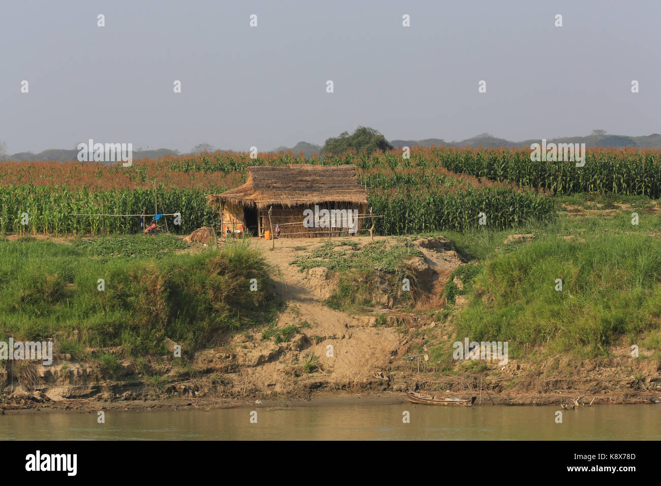 Einer strohgedeckten Hütte neben einem Maisfeld entlang des Irrawaddy Flusses in Myanmar (Burma). Stockfoto