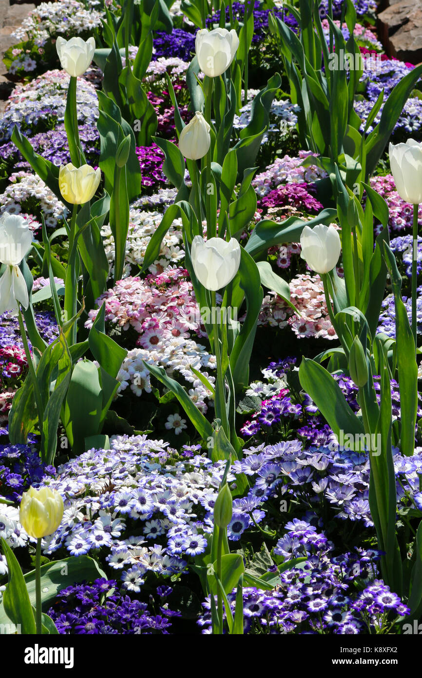 Weiße Tulpen Stockfoto